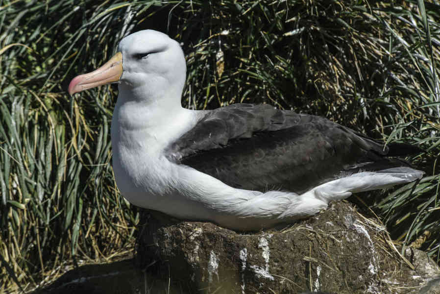 Albatros de Ceja Negra - islas Falkland o Malvinas  01